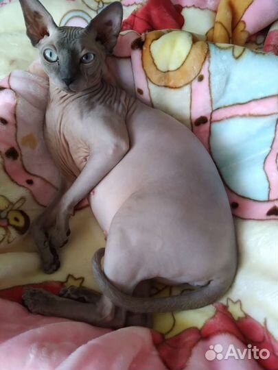 Канадский сфинкс