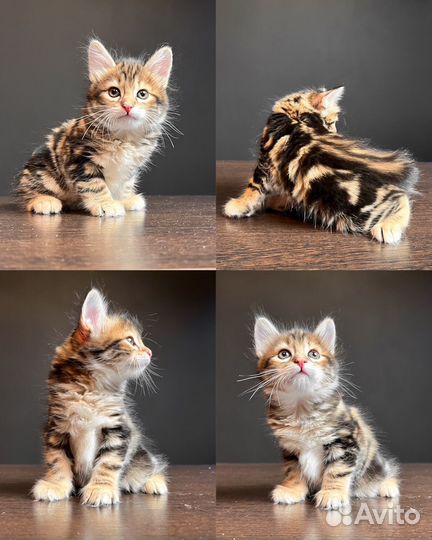 Котята курильского бобтейла кш и пдш