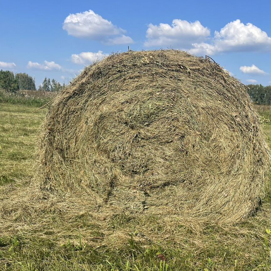 Продам сено в рулонах