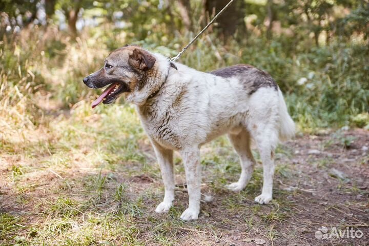 Отличный пес Тамерлан ищет дом