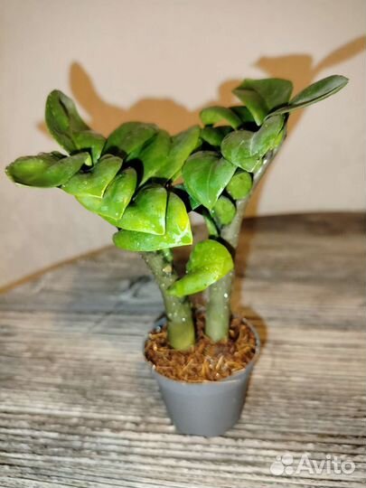 Замиокулькас Жук (Bug)