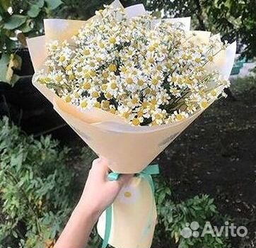 Цветы ромашки. Букеты ромашек. Цветы доставка