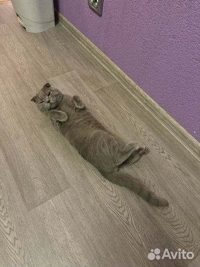 Чистокровный британец