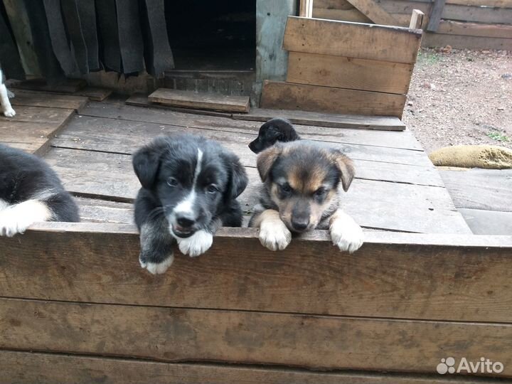 Щенки бесплатно