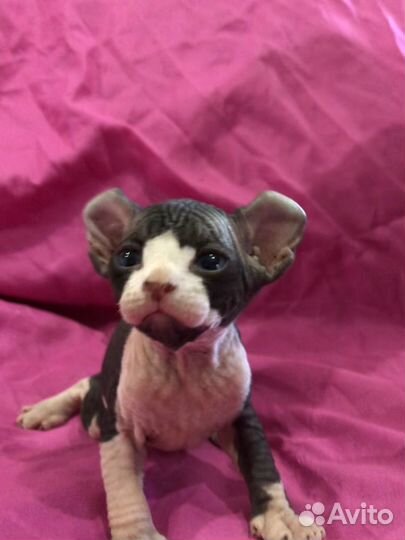 Котята сфинкс эльф