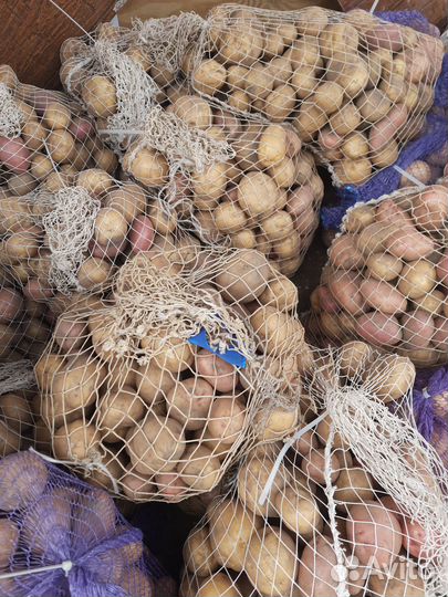 Продам картофель