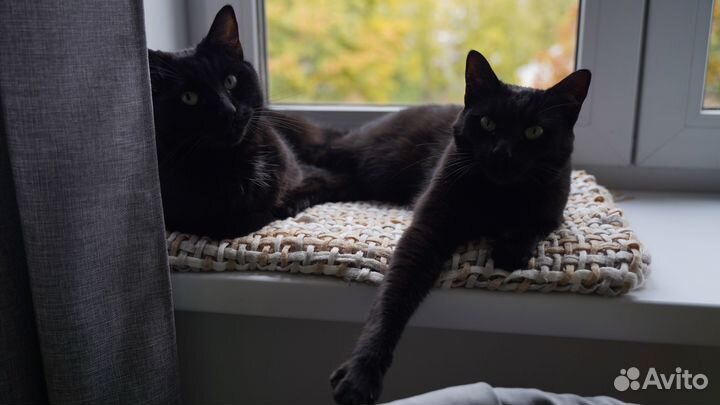 Индивидуальная передержка кошек