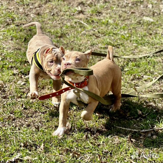 Американские Булли Мальчики