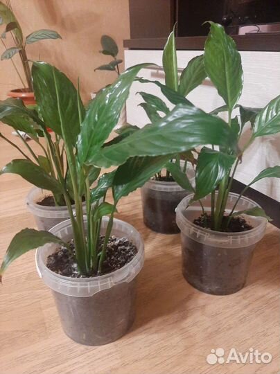 Спатифиллум комнатные цветы
