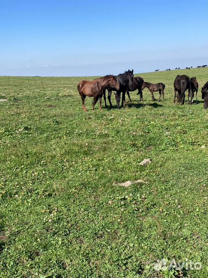 Лошадь кобыла