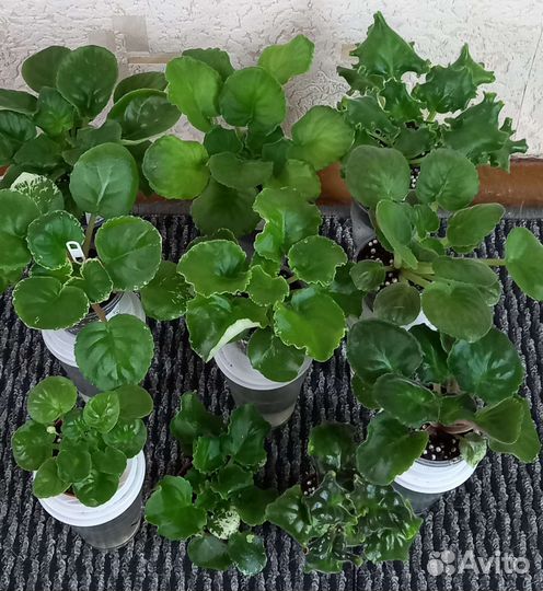 Детки сортовых фиалок