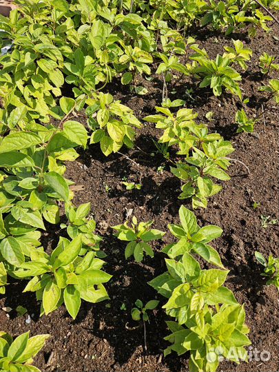 Растение Солидастер