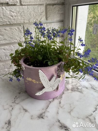 Комнатные растения в кашпо