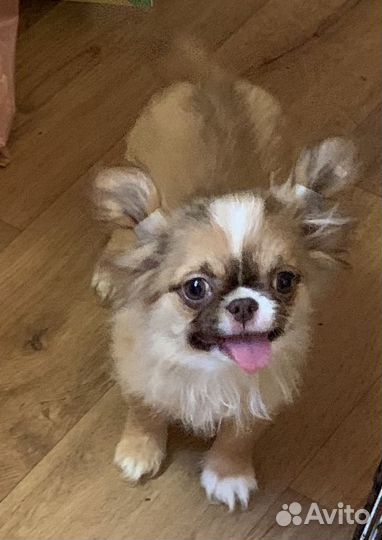 Кукольная девочка