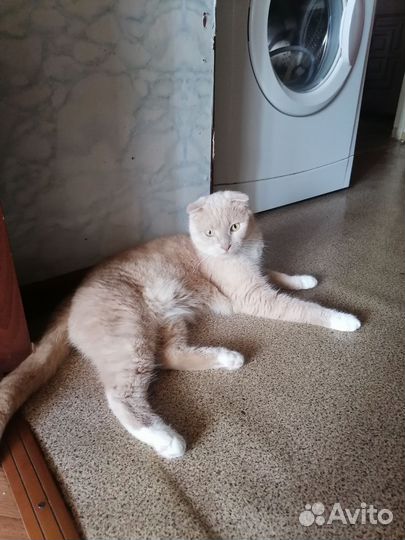 Британский котик