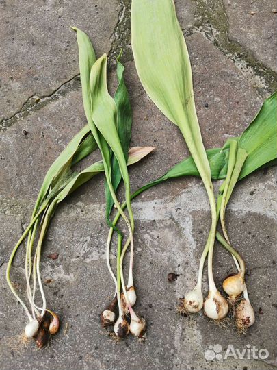 Саженцы тюльпанов с луковицами