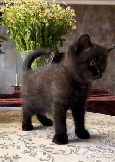 Котенок 2 месяца, мальчик. Отдам в добрые руки