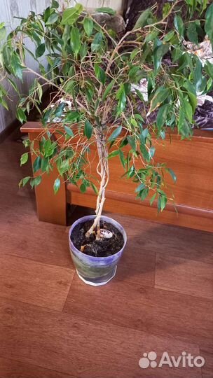 Цветы в офис