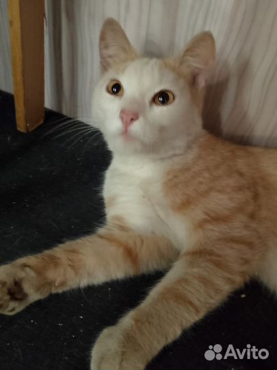 Котик, 6-7мес, кастрирован