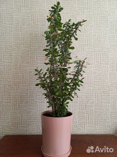 Молочай миля