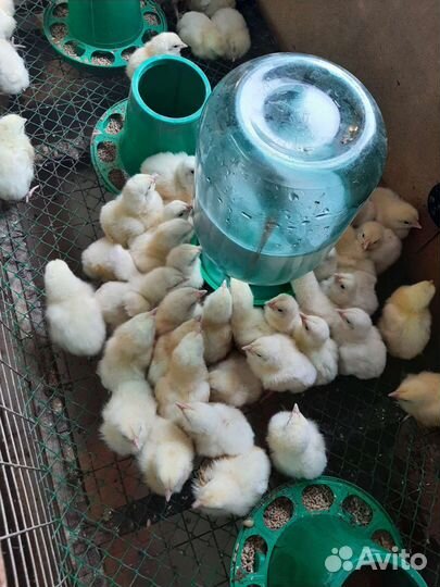 Броллер Разного возраста на весь сезон