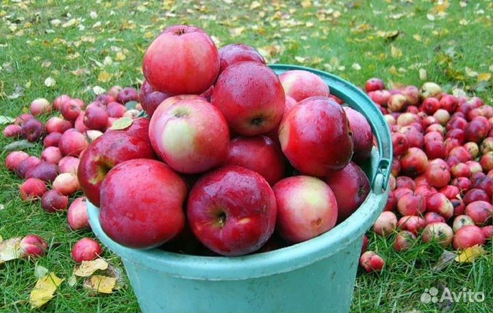 Продам яблочки со своего участка