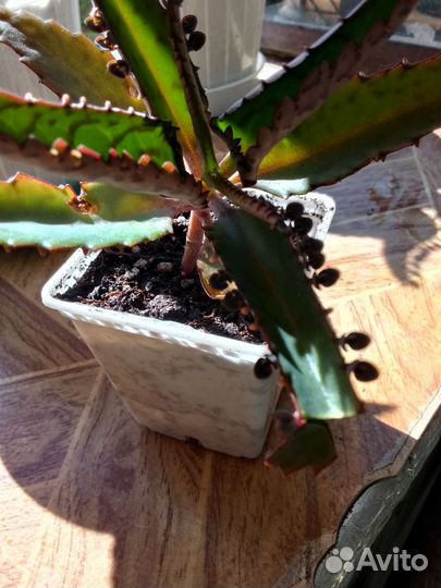 Каланхоэ лечебное