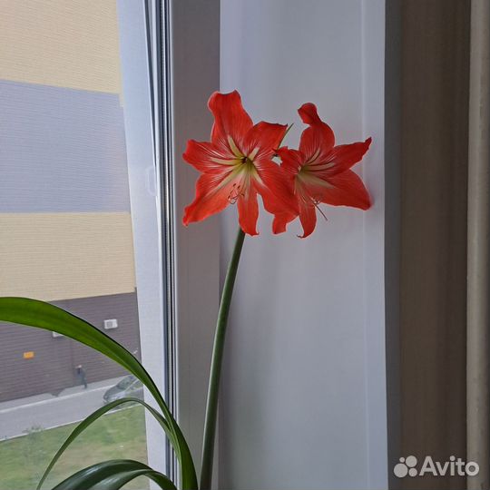 Гипеаструм и амазонская лилия