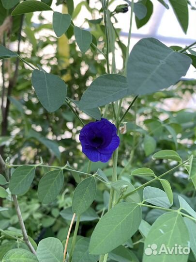 Экзотические/тропические растения для дома