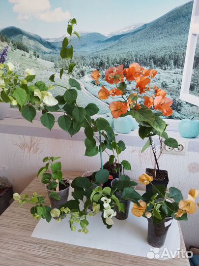 Бугенвиллея