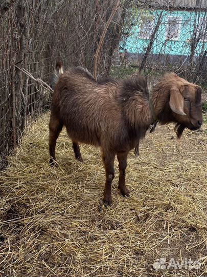 Козлики от нубийца