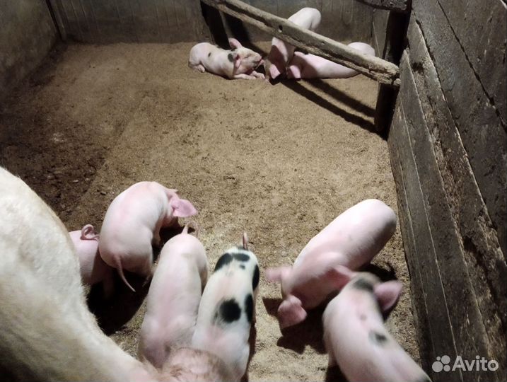 Домашние поросята