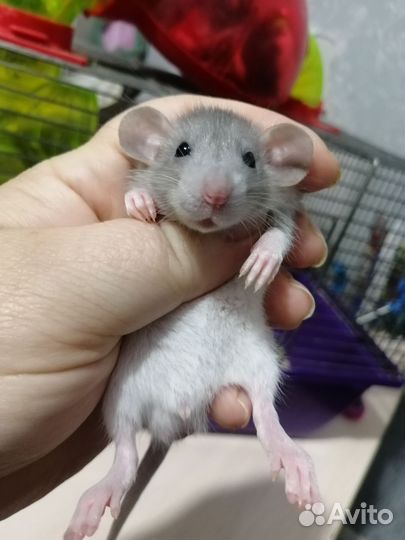 Крыса крысята дамбо рекс