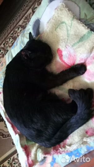 Кот в добрые руки