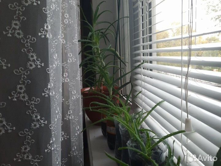 Алоэ (Столетник), хлорофитум, кактус, дека