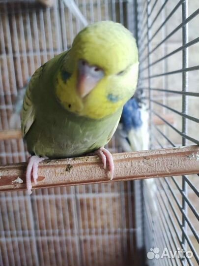 Выставочный волнистый попугай, самка