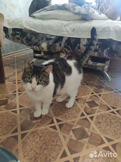 Кошечка в добрые руки