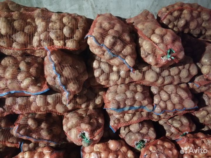 Продам картофель