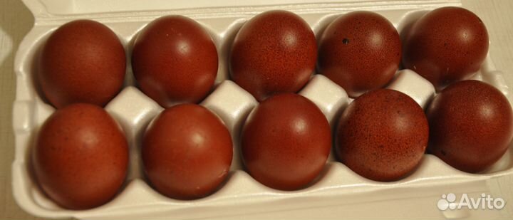 Инкубационное яйцо