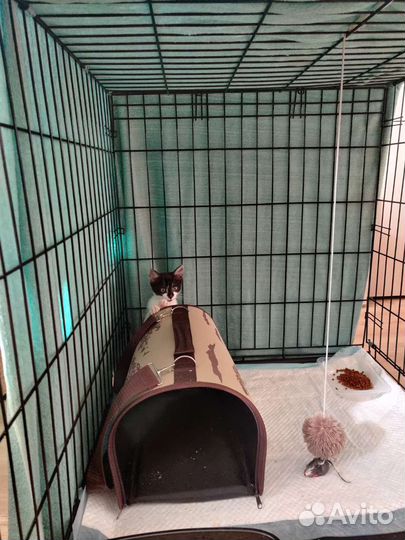 Котёнок ищет дом