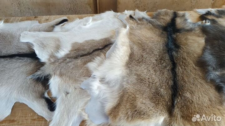 Выделка шкур коз, овец, баранов качественно