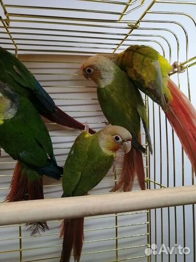 Попугай пиррура и ожереловые