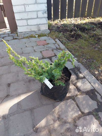 Можжевельник Холгер