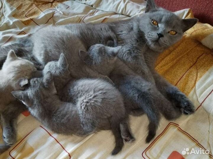 Британские котята