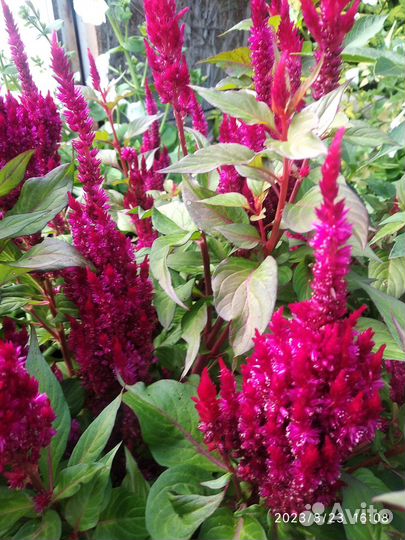 Рассада,цветы многолетние