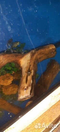 Аквариумные рыбки