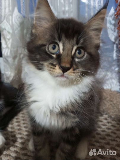 Котята мейн-кун