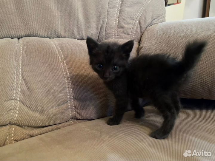 Продаются котята полукровки персидская кошка