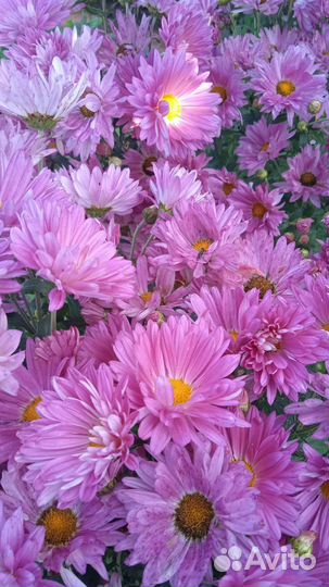 Хризантемы