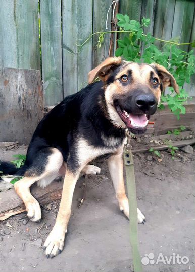 Щенок-подросток